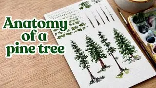 Watercolor pine trees broken down into an easy to understand painting formula
