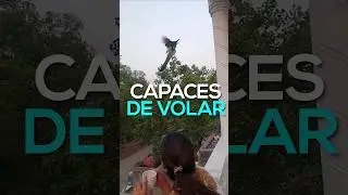 ¿Los PAVO REALES PUEDEN VOLAR?  #animales #curiosidades #aves #pavos #pavoreal