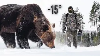 WILD TAIGA | Brown Bears in Finland