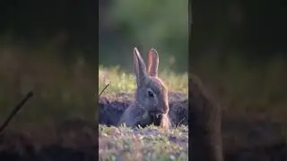 C’est l’heure de la toilette pour ce lapin 🐰 #shorts