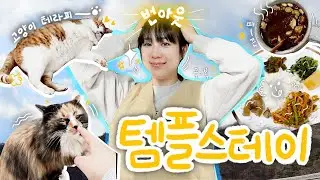 고양이 복지 좋은 템플스테이에서 번아웃 극복하기