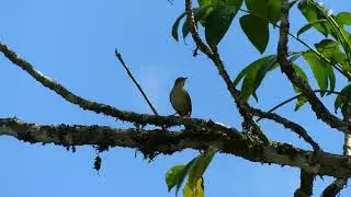 Tropical Wren (Troglodytes musculus clarus) singing, French Guiana