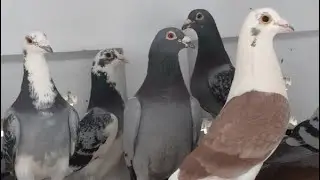 Kalapati 2021 | Racing Pigeons : Top performer Racer Pigeon
