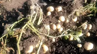 картофель аризона урожай просто супер