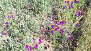 Doctorate Level Weed Detection with YOLOv5