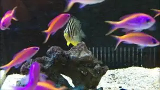 Centropyge multifasciatus