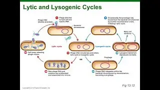 Virus Lysogenic Cycle Animation HD