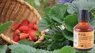 Йод для клубники: зачем и как обрабатывать, клубника на грядке, удобрение клубники, защита клубники