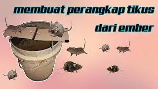 membuat perangkap tikus menggunakan ember