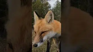 Лисёнок по дороге на Байкал