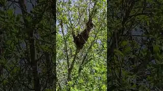 Seeing a swarm of honeybees land live.