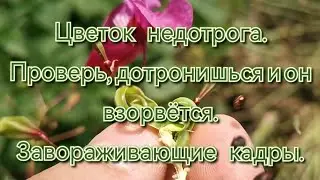 Недотрога (цветок). Проверь, дотронишься и он взорвётся. Завораживающие кадры.  Замедленая съемка.