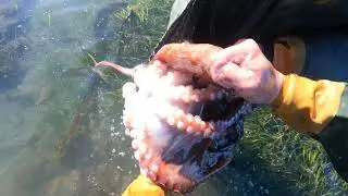 Seafood hunting. Octopuses and trumpeter on the shores of the Tatar Strait.