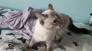 киска на кровати