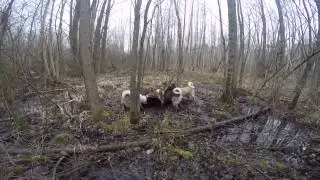 Охота на кабана с собаками The Hunting of wild boar with dogs GoPro HERO4 Black
