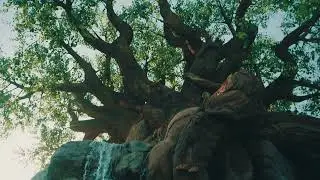 Disney's Animal Kingdom CINEMATIC 4K BMPCC4K Morning Stroll