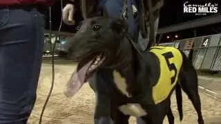 Unraced Bitch Stake Round 1 Newbridge