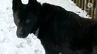 Первый снег. Красота да и только. На прогулке с Багирой.