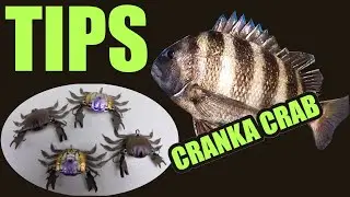 Cranka Tips For Catching Sheepshead With Crabs That Look Real, How To Rig and Fish These Lures