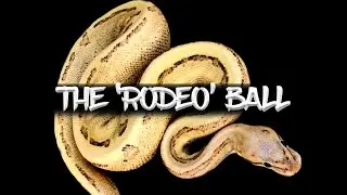 The 'Rodeo' Ball Python