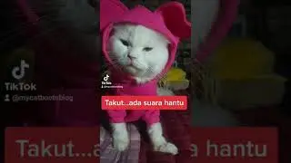 Kucing lucu lagi tidur kaget ada suara aneh 