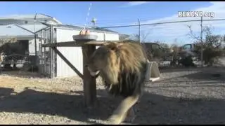 Lazy Lion's 6th B-Day