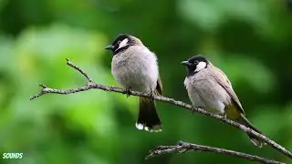 Birds Sounds | Forest View , relaxation , meditation | HD Video