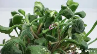 Фиалка Senk`s Anemone из коллекции Голубевой Татьяны