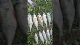 тейл спинеры по 5 р заказать можно в инстаграм my_fishing_vitebsk