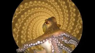 Octopus Transformation Hypnosis