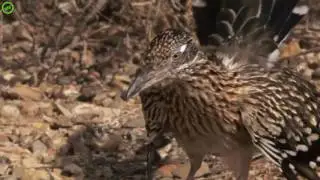 Animals thug Life