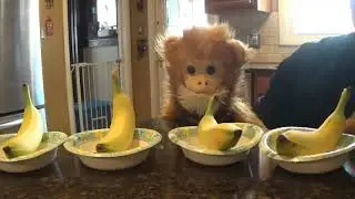 Even Monkeys Make Mistakes - Featuring Mimi the Monkey