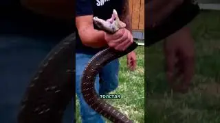 Правда о Нагамани: Обман тысяч людей! 🐍💎