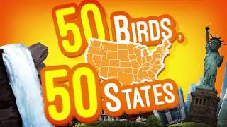 National Geographic Kids: 50 Birds 50 States