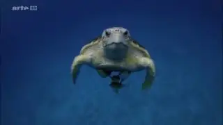 Nature Documentaire  Francais  Les BAHAMAS►splendide royaume des eaux profondes►{Documentaire Nature