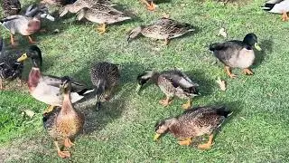 These Ducks are so Beautiful and Adorable
