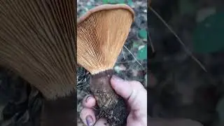 ❗Двойник ядовитой свинушки❗ 