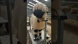 Sheep Trim - Ardoch Valais Blacknose - Trimming the face - Masterclip Showmate 