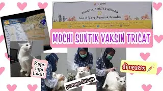 KUCING HARUS DIVAKSIN JUGA? | PERTAMA KALI KUCING RUSUN VAKSIN | KASHIWAMOCHI