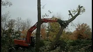 Nijeboer Natuurbouw: Felling of a oak in Ermelo(NL)