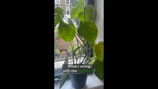 🦗If you're considering parting ways with your Monstera, check again. #houseplants #monstera