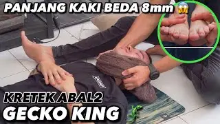 KRETEK ABAL2 THE GECKO KING, PANJANG KAKINYA PARAH 😱 BISA DI BENERIN GA?
