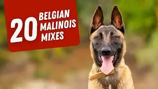 20 Belgian Malinois Mixes: Energetic and Intelligent Canines