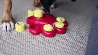 Paw Hide