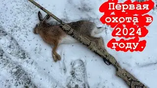 ПЕРВАЯ ОХОТА на ЗАЙЦА в ЯНВАРЕ 2024. ТРОФЕЙ ДОБЫТ.