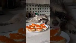 Енот Тема ест красную икру: что-то на богатом🤭🤪