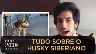 TUDO SOBRE A RAÇA HUSKY SIBERIANO  | BOM PRA CACHORRO