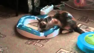 Кошка Масюша играет с новой игрушкой