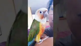 Sweet baby #petbird #conure #viral_video