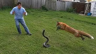 37 Hero Animals that Saved Human Lives !